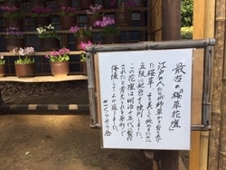 これが江戸の桜草花壇！神代植物公園でサクラソウの展示がスタート