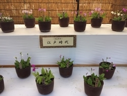 これが江戸の桜草花壇！神代植物公園でサクラソウの展示がスタート