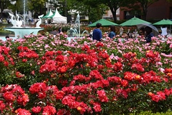 五感で感じる花と芸術の庭園、石橋文化センターに出かけよう！「春のバラフェア」4/28から開催