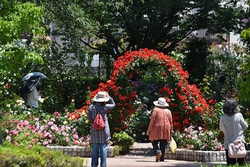 五感で感じる花と芸術の庭園、石橋文化センターに出かけよう！「春のバラフェア」4/28から開催