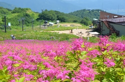 北アルプス白馬山麓の自然を味わい尽くそう「白馬Alps花三昧 2019」7月1日～8月31日開催！