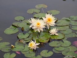 絶景スイレンが楽しめる水生植物公園みずの森～パラグアイオニバスに乗れる特別イベントも