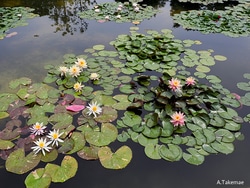 絶景スイレンが楽しめる水生植物公園みずの森～パラグアイオニバスに乗れる特別イベントも