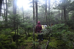 休日はコケ三昧！「北八ヶ岳苔の森で過ごす休日 コケさんぽ＆苔テラリウム」8月24日開催（要申し込み）