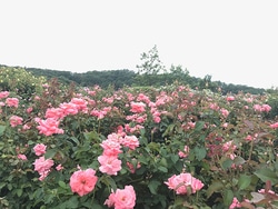 なかなか見られない!? 越後丘陵公園「香りのばら園」で、バラの二番花が開花中！