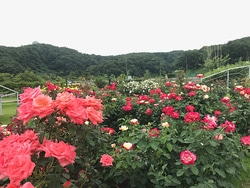 なかなか見られない!? 越後丘陵公園「香りのばら園」で、バラの二番花が開花中！