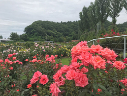 なかなか見られない!? 越後丘陵公園「香りのばら園」で、バラの二番花が開花中！