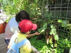 ふしぎ、かわいい、ちょっとこわい!? 咲くやこの花館で「虫を食べる植物展2019」開催中！