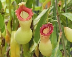 ふしぎ、かわいい、ちょっとこわい!? 咲くやこの花館で「虫を食べる植物展2019」開催中！