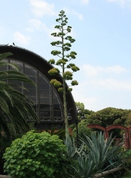 都心でエキゾチックな熱帯植物が観賞できる！夢の島熱帯植物館に出かけてみよう