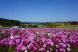 越後丘陵公園で「香りのばらまつり・秋」開催！10月27日まで「コスモスまつり」も同時開催中