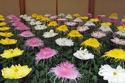 伝統を受け継ぐ新宿御苑の「菊花壇展」11月1日～11月15日開催