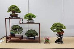 関東最大の小品盆栽フェア「第27回 秋雅展」11月1日～4日／上野グリーンクラブで開催！