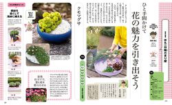 「京も一日 陽だまり屋」3月は花の魅力を引き出す／3月6日(金)「あさイチ」に杉井志織さんが登場