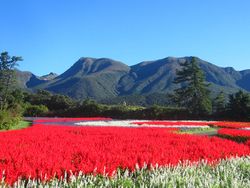 くじゅう花公園でサルビアやコスモスが見ごろに