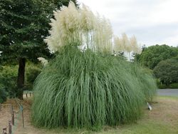 国営昭和記念公園でコスモスが見ごろに！植物園さんぽを楽しもう