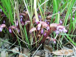 国営昭和記念公園でコスモスが見ごろに！植物園さんぽを楽しもう