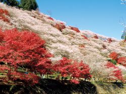 紅葉と四季桜の共演。小原四季桜の見ごろは11月中旬～下旬