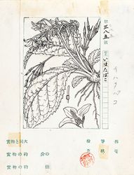 「日本に植物図鑑が必要だ！-その誕生まで-」牧野記念庭園で12月6日まで開催中