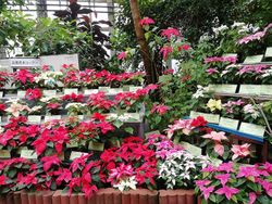 京都府立植物園で12月1日から｢ポインセチア展｣開催