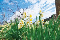 日本三大スイセンの群生地、千葉県鋸南町で「水仙まつり」がスタート