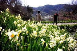 日本三大スイセンの群生地、千葉県鋸南町で「水仙まつり」がスタート