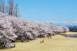 富山県中央植物園 特別開園「第10回 さくらまつり」