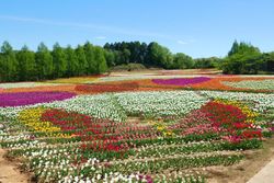 広島・世羅高原農場の「チューリップ祭」4月15日から