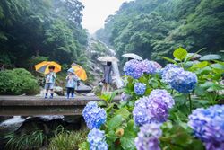 佐賀県・伊岐佐川の「見帰りの滝」アジサイの見ごろ 6月上旬～下旬