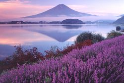 富士山とラベンダーの絶景「河口湖ハーブフェスティバル」6月19日～7月11日開催