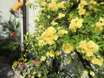 大好きな黄モッコウバラ By キャタピー バラ つるバラ の栽培記録 育て方 そだレポ みんなの趣味の園芸