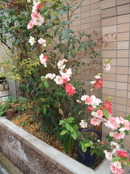 ボケ盆栽を作ろう By Meika そだレポ みんなの趣味の園芸