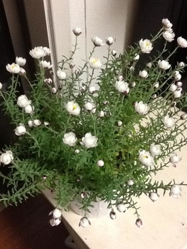 またまた一目惚れ 花かんざし By Jaran 花かんざしの栽培記録 育て方 そだレポ みんなの趣味の園芸
