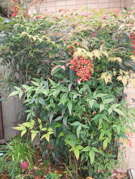 ナンテン ほとんど無視されている雑木 By Meika ナンテンの栽培記録 育て方 そだレポ みんなの趣味の園芸