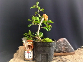 草ボケ シドミ 盆栽を作っています By Meika ボケの栽培記録 育て方 そだレポ みんなの趣味の園芸