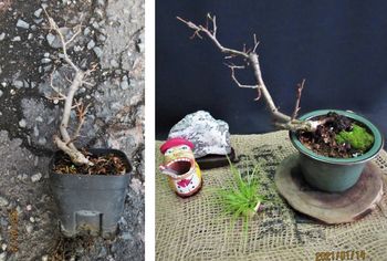 草ボケ シドミ 盆栽を作っています By Meika ボケの栽培記録 育て方 そだレポ みんなの趣味の園芸