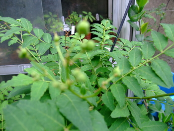 鉢で朝倉山椒の実を成らすのは無理か By Meika サンショウの栽培記録 育て方 そだレポ みんなの趣味の園芸