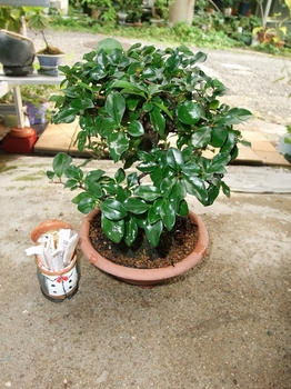 常盤柿 の盆栽を作りたい By Meika カキ 柿 の栽培記録 育て方 そだレポ みんなの趣味の園芸