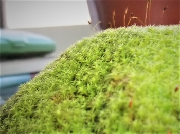 コケ で遊ぼう コケ盆栽 テラリウム By Meika そだレポ みんなの趣味の園芸