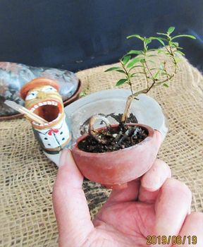姫ザクロ 小盆栽のおススメ By Meika ザクロの栽培記録 育て方 そだレポ みんなの趣味の園芸