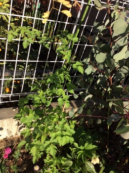 ２年目のブラックベリー By ぐーぐー ブラックベリーの栽培記録 育て方 そだレポ みんなの趣味の園芸