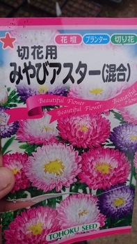 1種類芽アスター By Syoukiti エゾギク アスター の栽培記録 育て方 そだレポ みんなの趣味の園芸