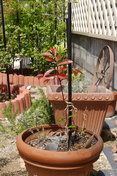 レッドロビン スカーレットパール By Kocco そだレポ みんなの趣味の園芸