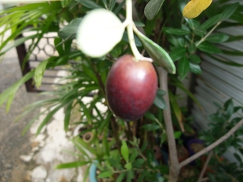オリーブ盆栽に挑戦 By Meika オリーブの栽培記録 育て方 そだレポ みんなの趣味の園芸