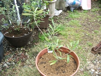 オリーブ鉢植え栽培 By エーフリコキー オリーブの栽培記録 育て方 そだレポ みんなの趣味の園芸