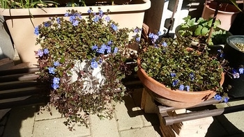 ベロニカ オックスフォード ブルー By かんれき ベロニカの栽培記録 育て方 そだレポ みんなの趣味の園芸