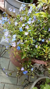 ベロニカ オックスフォード ブルー By かんれき そだレポ みんなの趣味の園芸