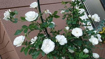 初心者アイスバーグ By 夏の花 バラ つるバラ の栽培記録 育て方 そだレポ みんなの趣味の園芸