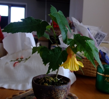 アブチロン を盆栽にしたい By Meika アブチロンの栽培記録 育て方 そだレポ みんなの趣味の園芸