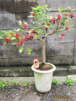 珍しい樹 ミッキーマウスツリー そだレポ 栽培レポート Bymeika みんなの趣味の園芸